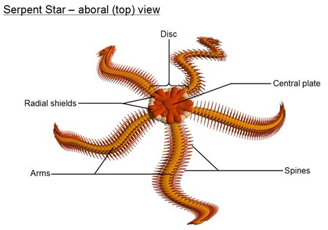 brittle star anatomy